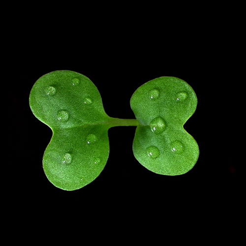 Oilseed Rape Cotyledon