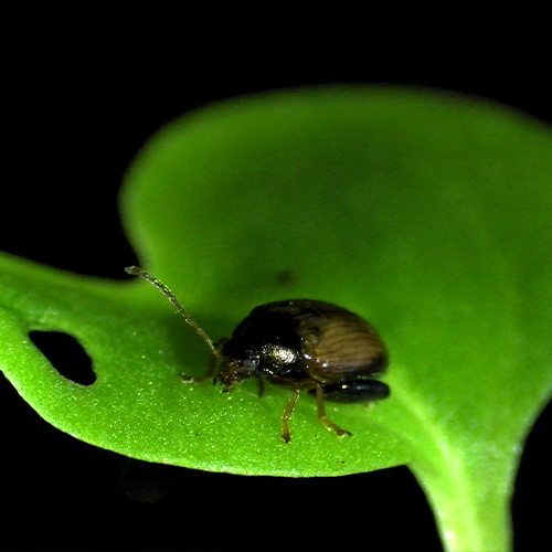 Oilseed Rape Cotyledon with living Cabbage Stem Flea Beetle