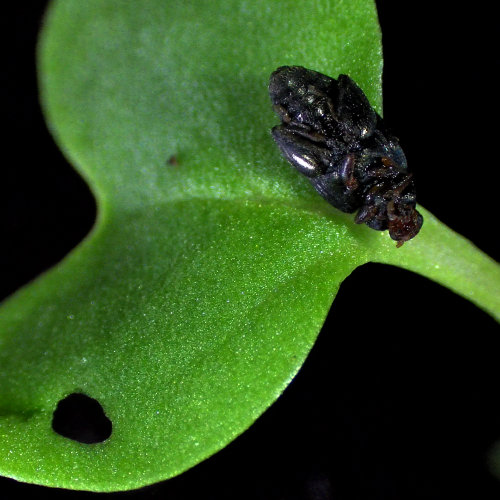 Oilseed Rape Cotyledon with deceased Cabbage Stem Flea Beetle